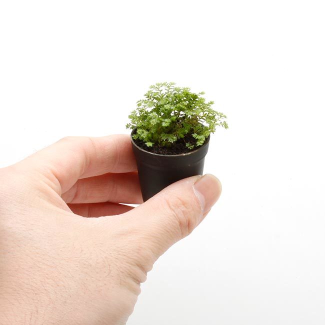 New arrival plants and FORESTA | 新掲載植物 可愛いシダやネペンテスなどなどとフォレスタに関して_d0376039_18252387.jpg