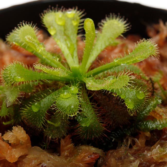 New arrival plants and FORESTA | 新掲載植物 可愛いシダやネペンテスなどなどとフォレスタに関して_d0376039_18302462.jpg