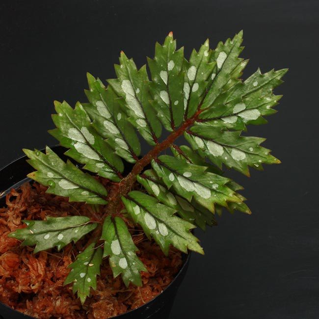 New arrival plants and FORESTA | 新掲載植物 可愛いシダやネペンテスなどなどとフォレスタに関して_d0376039_18325800.jpg