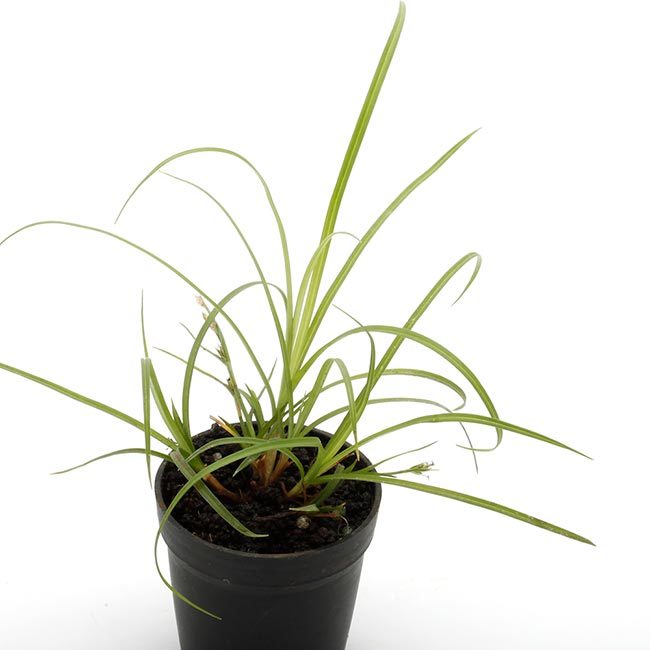 New arrival plants and FORESTA | 新掲載植物 可愛いシダや New arrival plants and FORESTA | 新掲載植物 可愛いシダや
