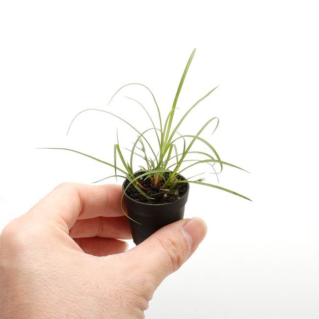 New arrival plants and FORESTA | 新掲載植物 可愛いシダや New arrival plants and FORESTA | 新掲載植物 可愛いシダや
