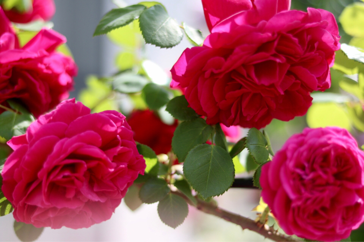 アーチを彩る赤い薔薇 My Small Garden Sugar Plum アーチを彩る赤い薔薇 My Small Garden Sugar Plum