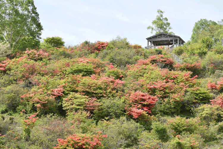 6月4日 赤城山 そろそろツツジの季節 花ねこ日記 6月4日 赤城山 そろそろツツジの季節 花ねこ日記