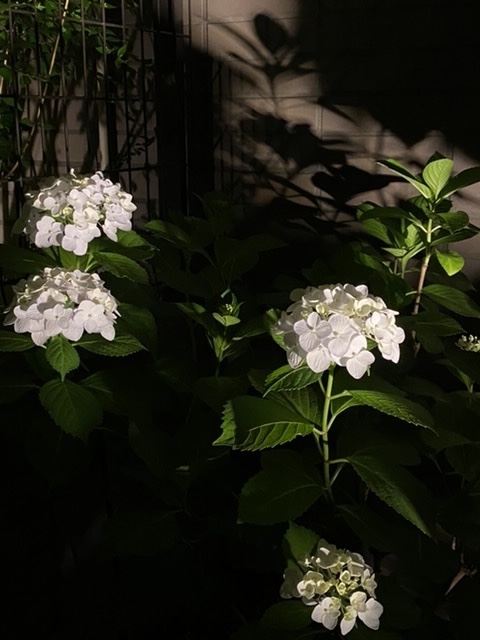 夜紫陽花 美しいアンティークと花のある暮らし By Favorites 夜紫陽花 美しいアンティークと花のある暮らし By Favorites