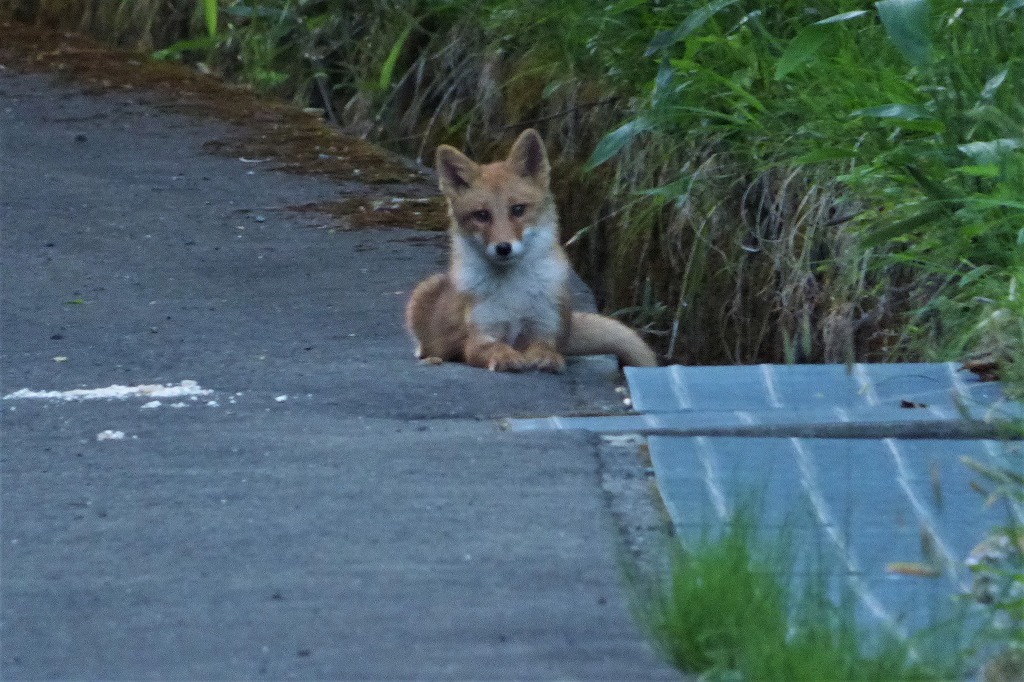 キツネを見かけたら追い払ってください！_c0294658_22343961.jpg