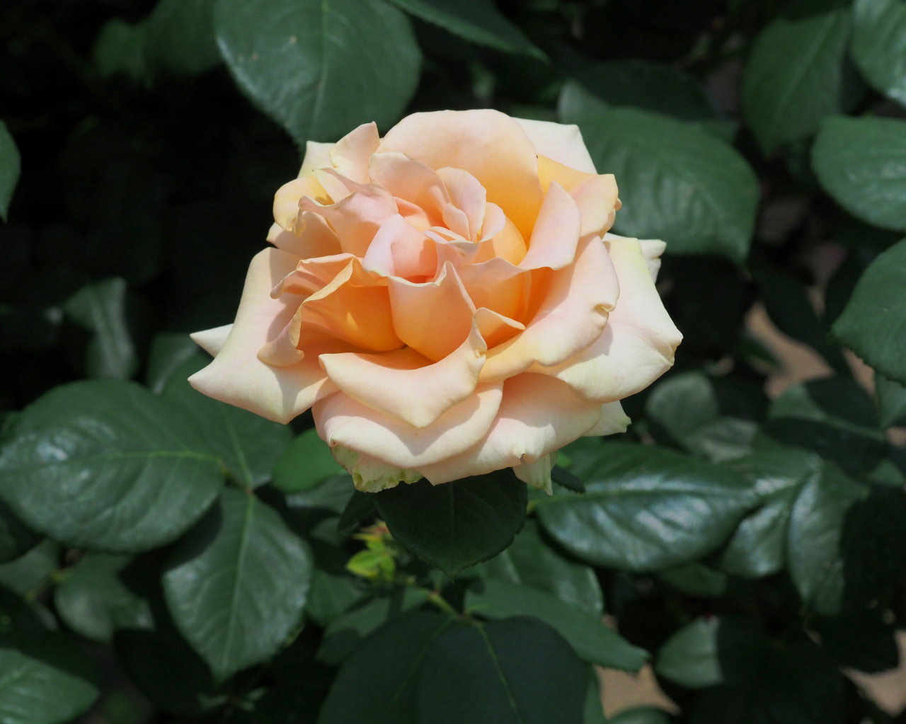 バラ園で残り花_c0305565_17235525.jpg