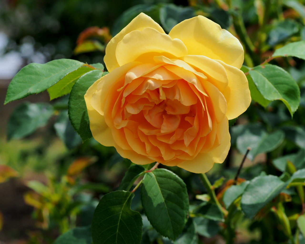 バラ園で残り花_c0305565_17241188.jpg