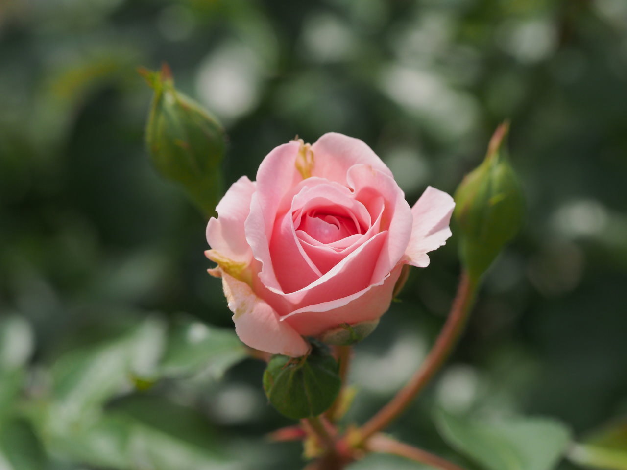 バラ園で残り花_c0305565_17244003.jpg