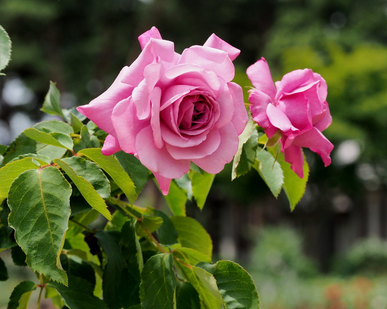 バラ園で残り花_c0305565_17245434.jpg