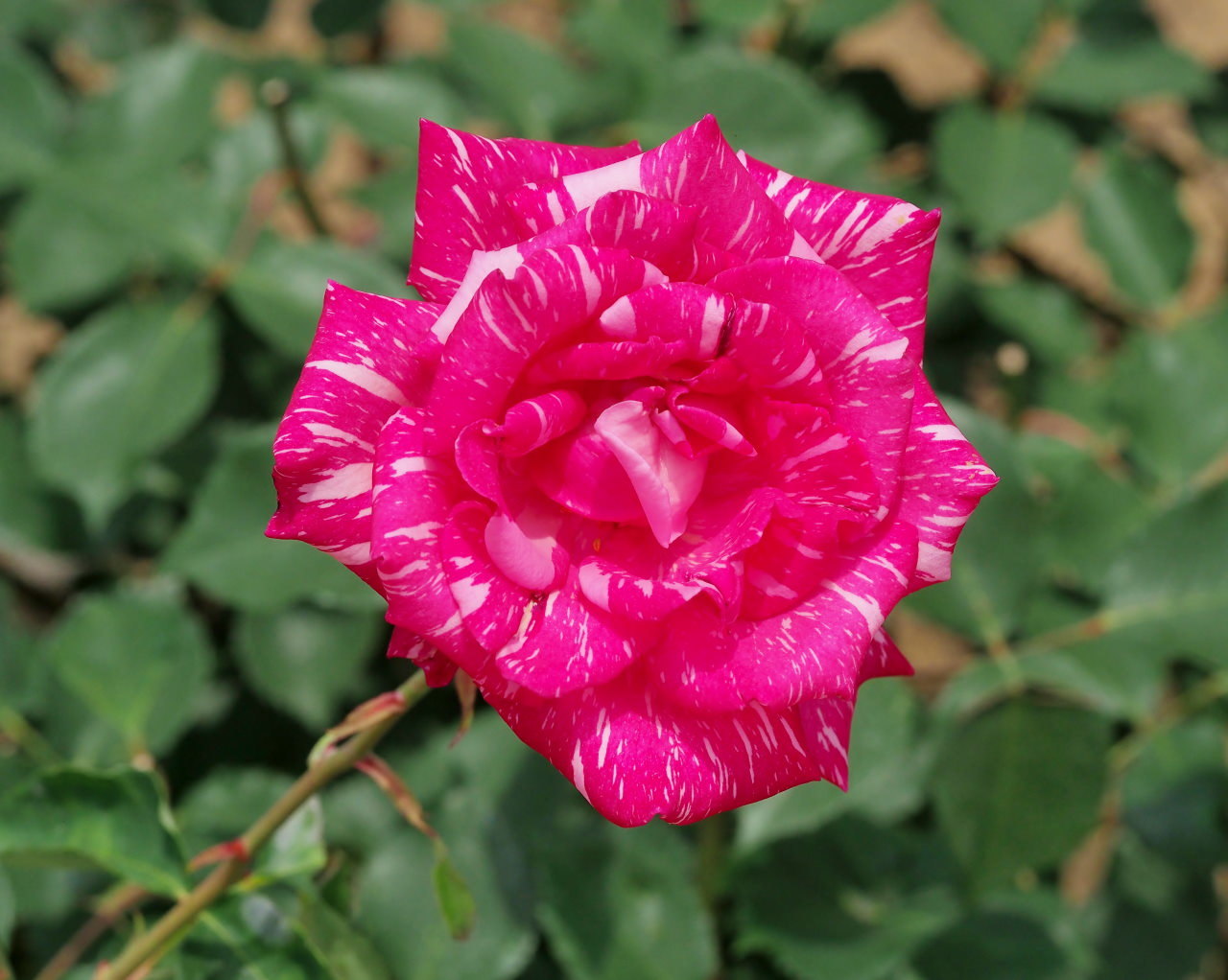 バラ園で残り花_c0305565_17252419.jpg