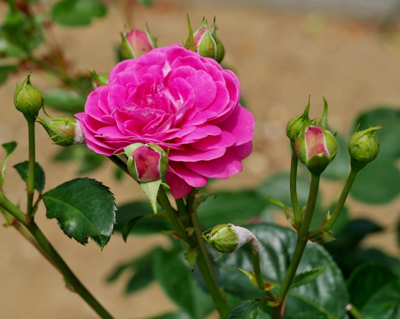 バラ園で残り花_c0305565_17253653.jpg