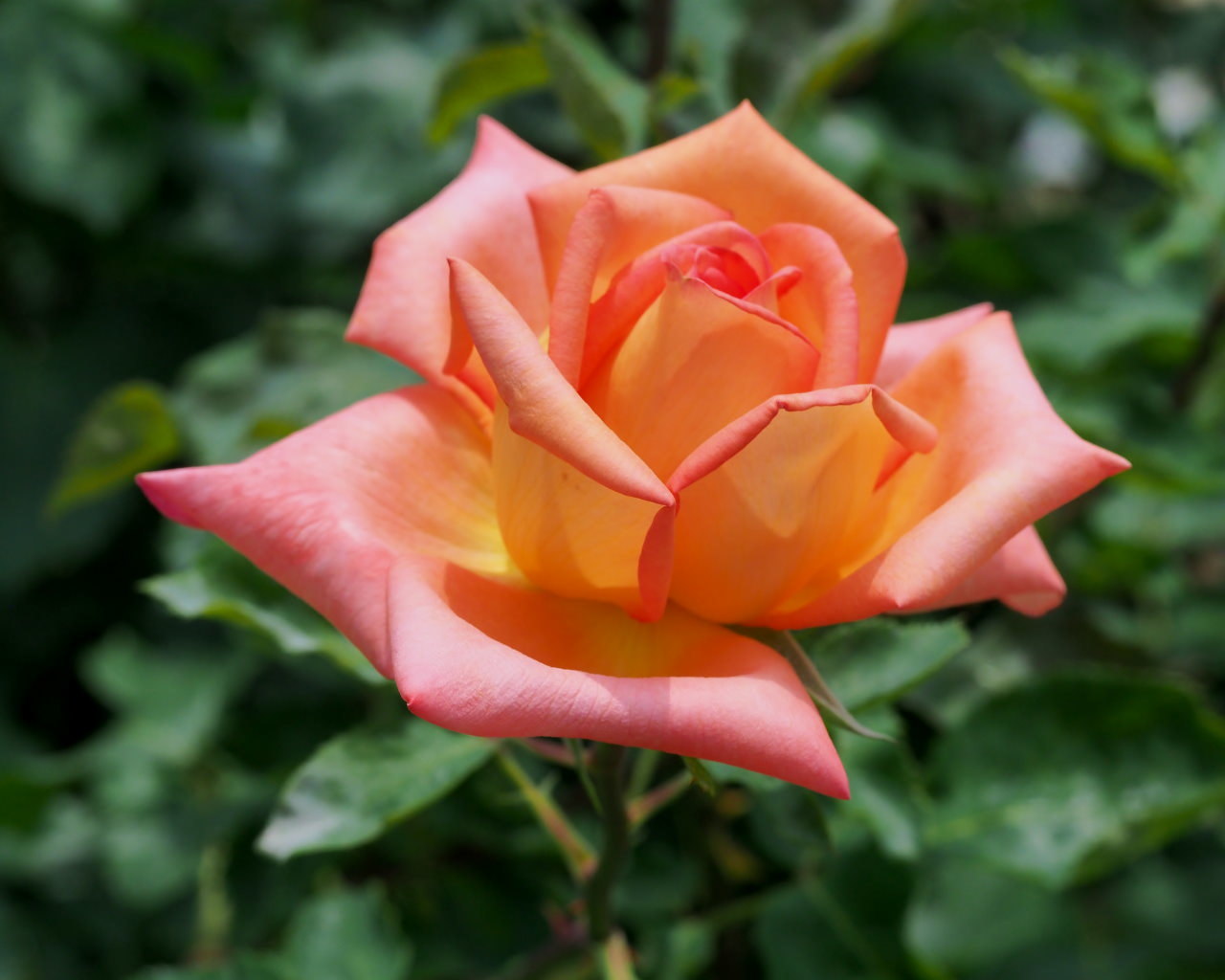 バラ園で残り花_c0305565_17254911.jpg