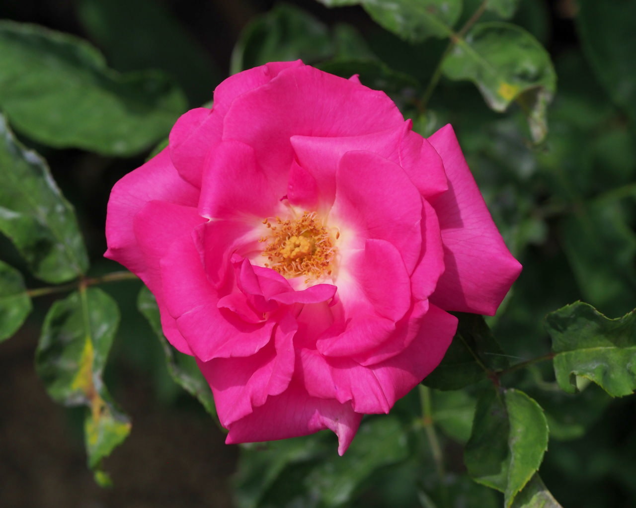 バラ園で残り花_c0305565_17261448.jpg