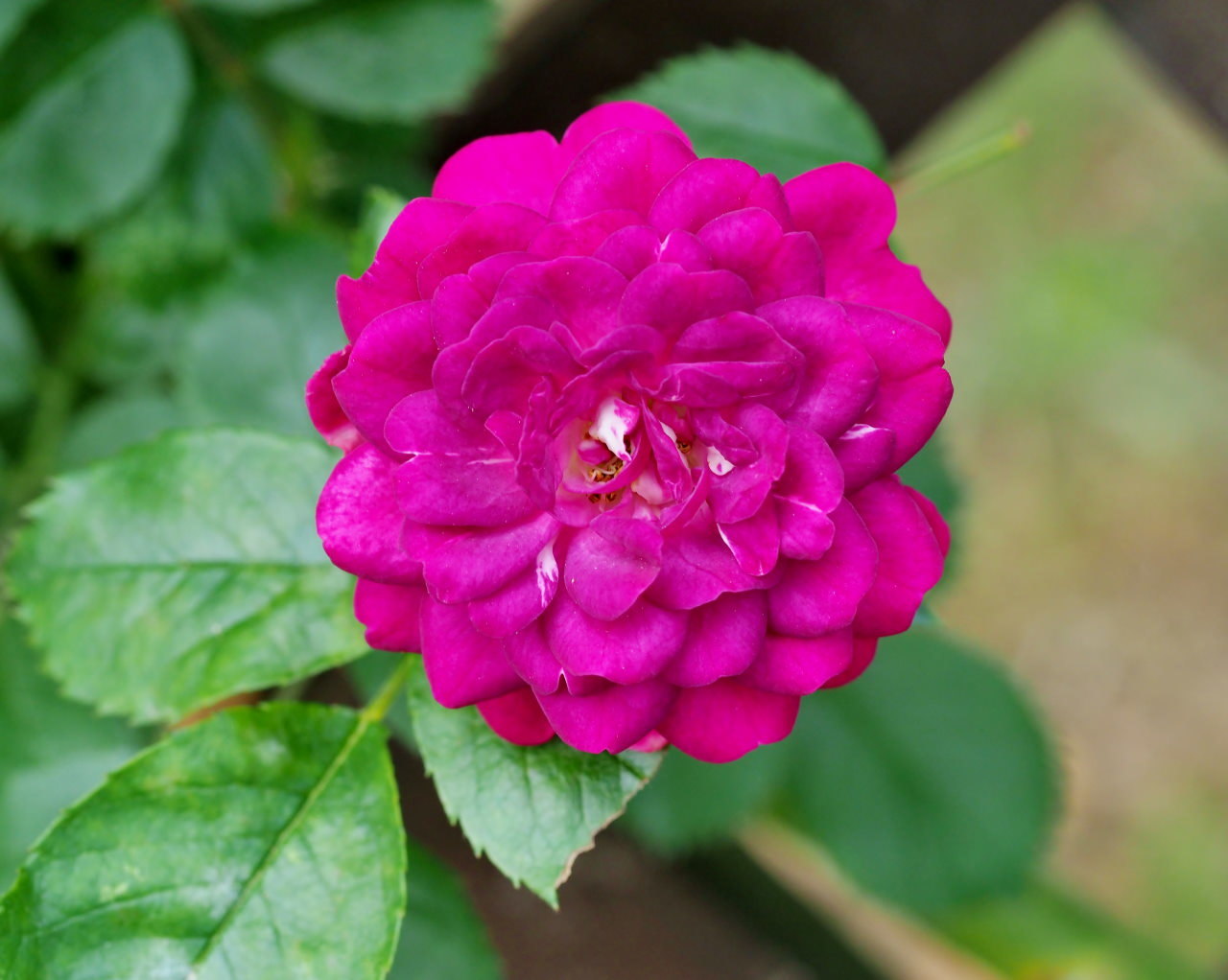 バラ園で残り花_c0305565_17262684.jpg