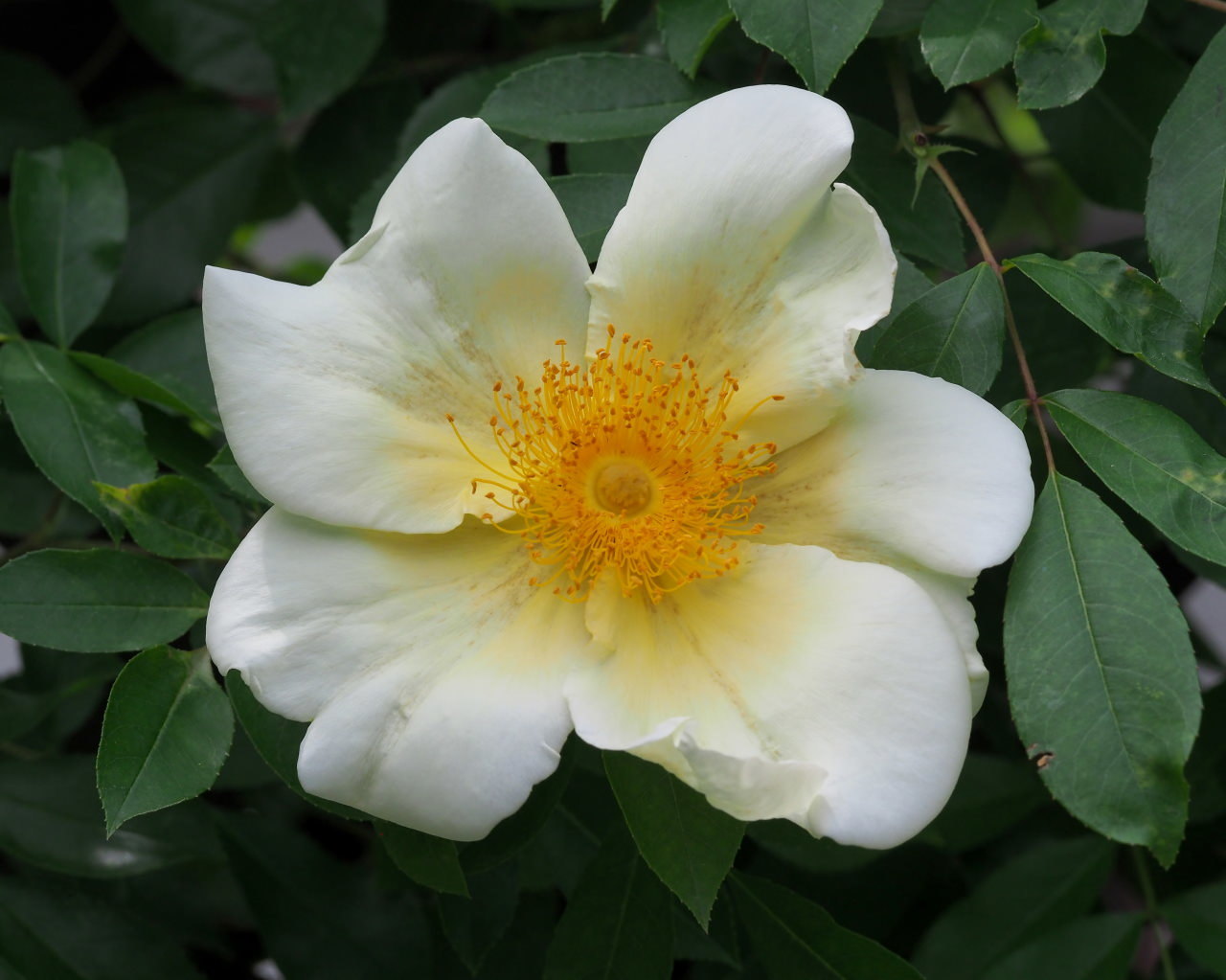 バラ園で残り花_c0305565_17264242.jpg