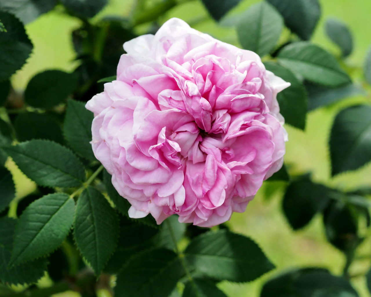 バラ園で残り花_c0305565_17271081.jpg