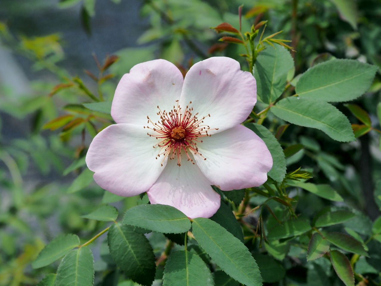 バラ園で残り花_c0305565_17273105.jpg