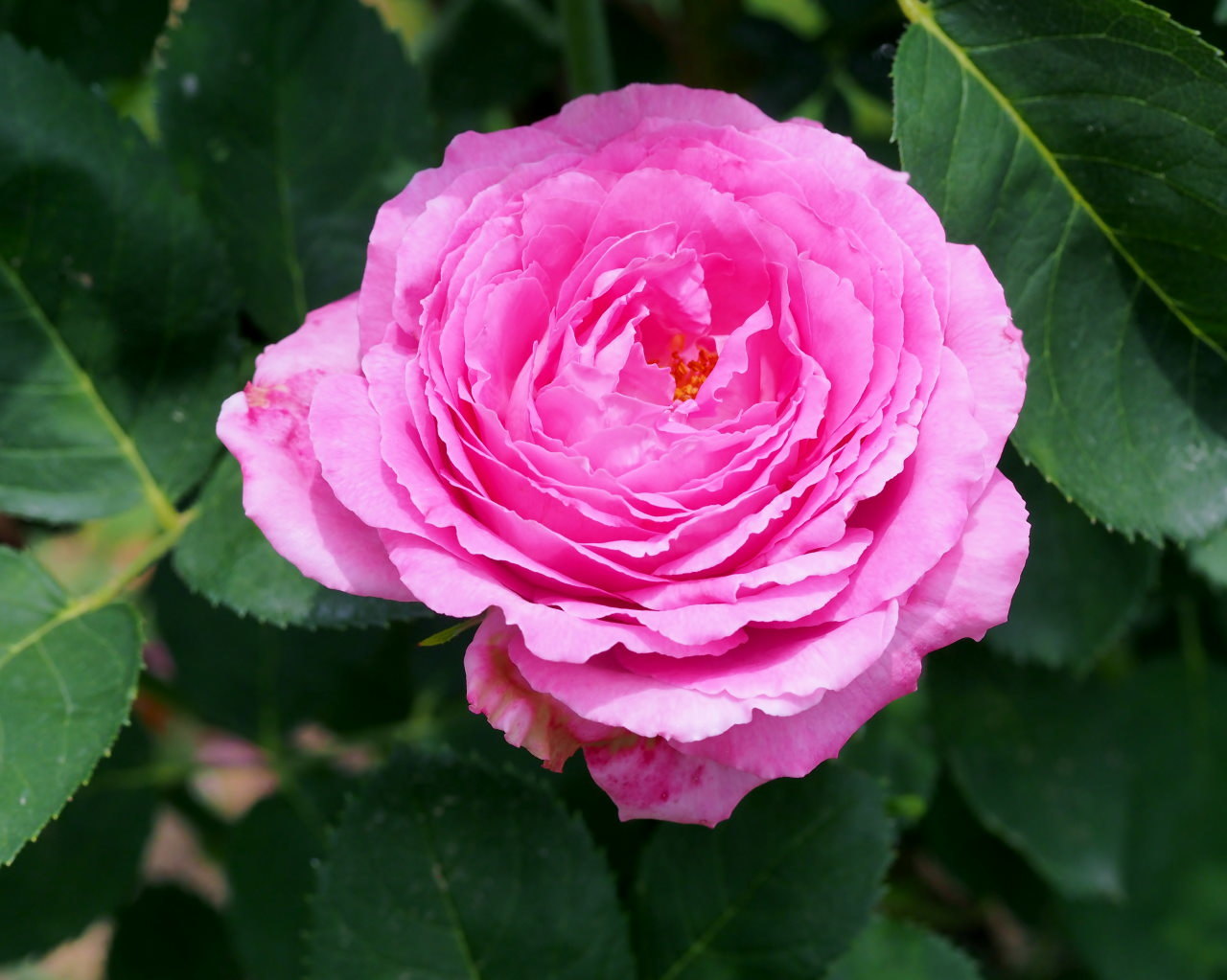 バラ園で残り花_c0305565_17274334.jpg