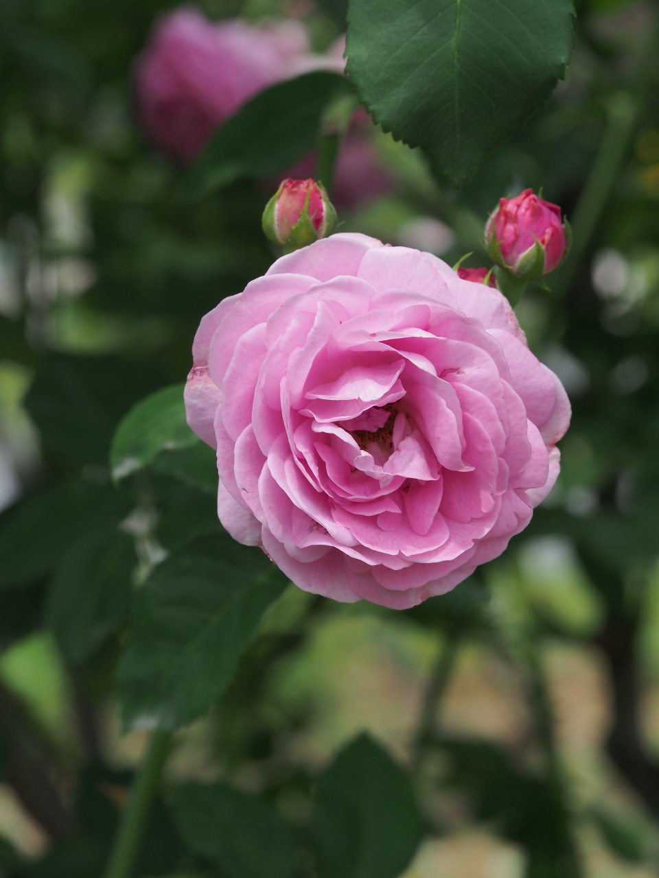 バラ園で残り花_c0305565_17275591.jpg