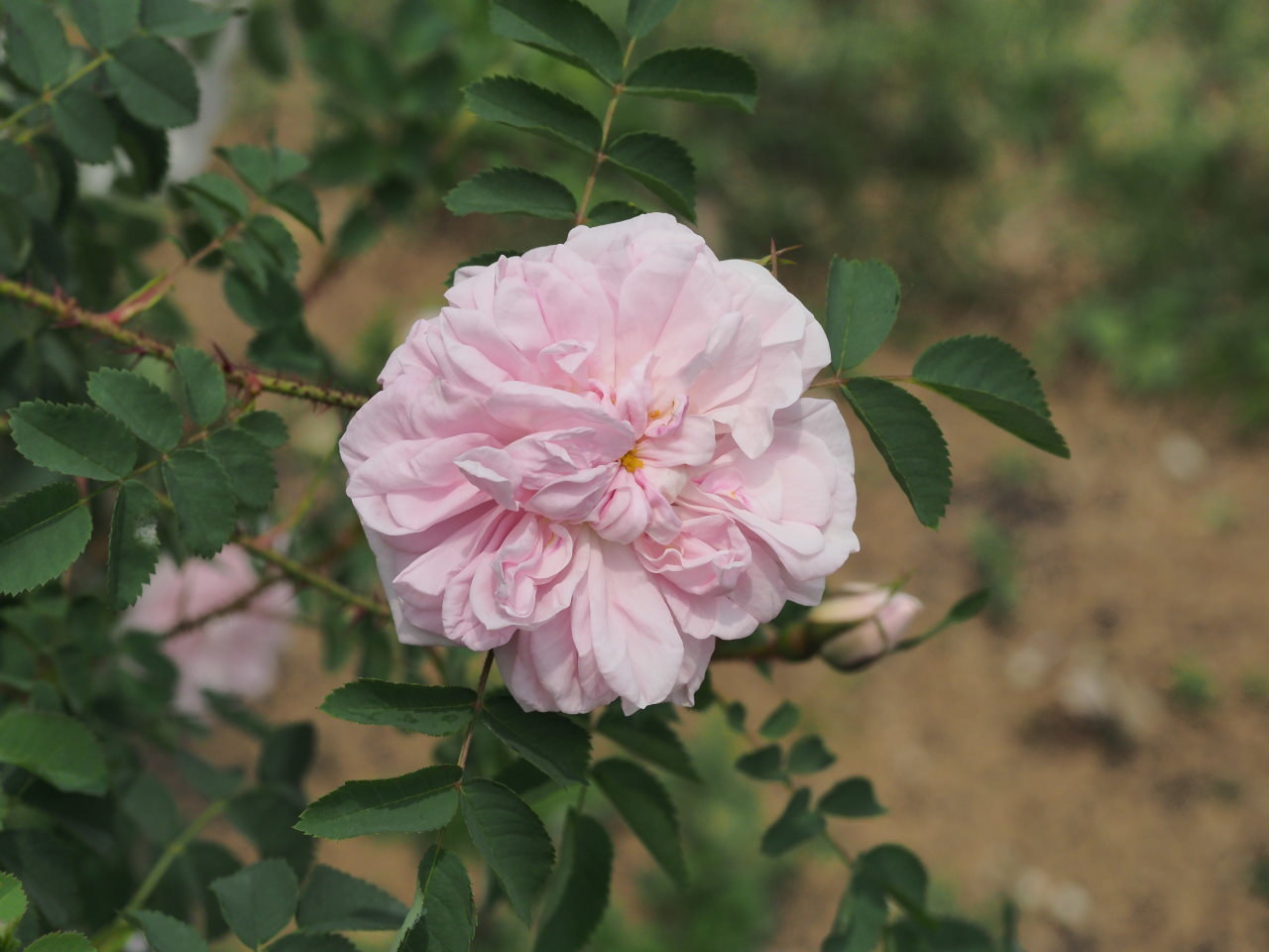 バラ園で残り花_c0305565_17281583.jpg