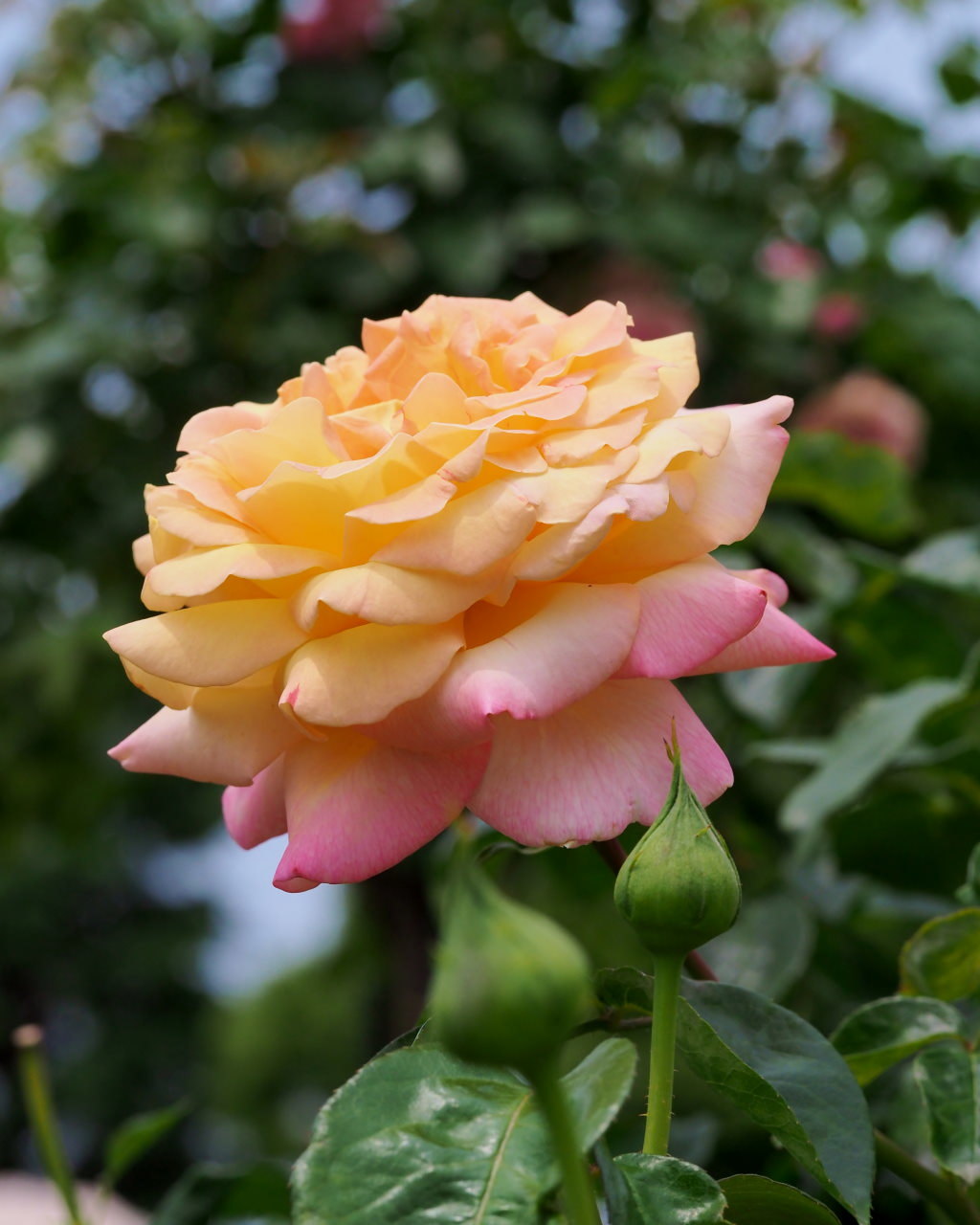 バラ園で残り花_c0305565_17291286.jpg