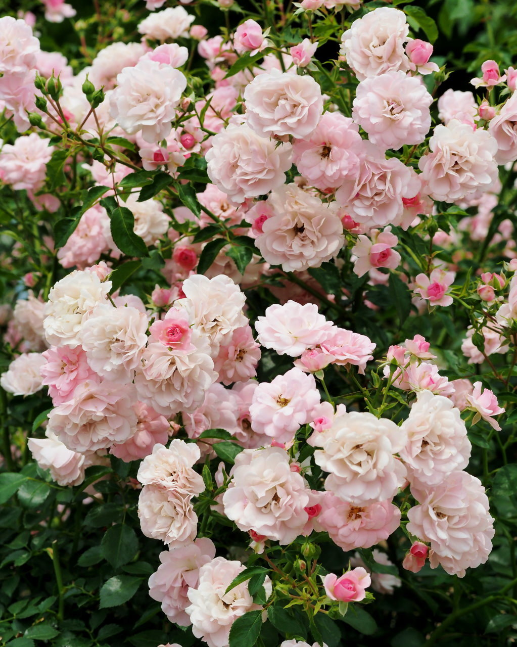 バラ園で残り花_c0305565_17292842.jpg