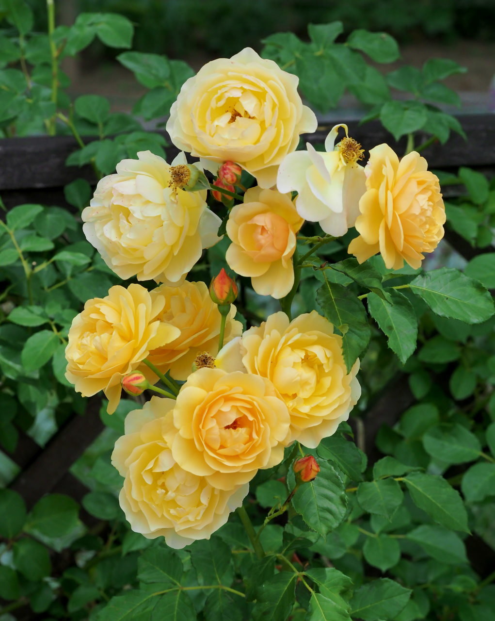 バラ園で残り花_c0305565_17295769.jpg
