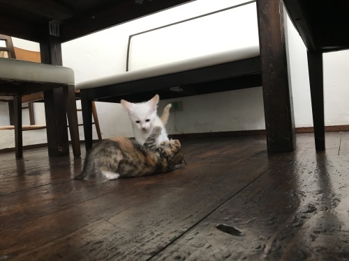 Let’s play!_c0153966_21052437.jpeg