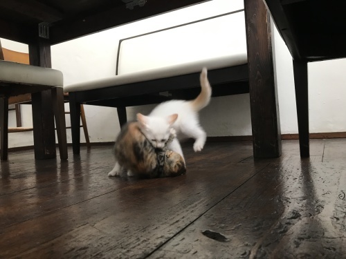 Let’s play!_c0153966_21065095.jpeg