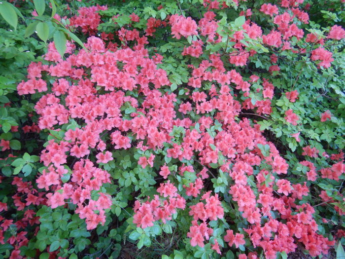 春の山菜 ~ その10(ワラビ)2020/5/31_f0170180_23124781.jpg