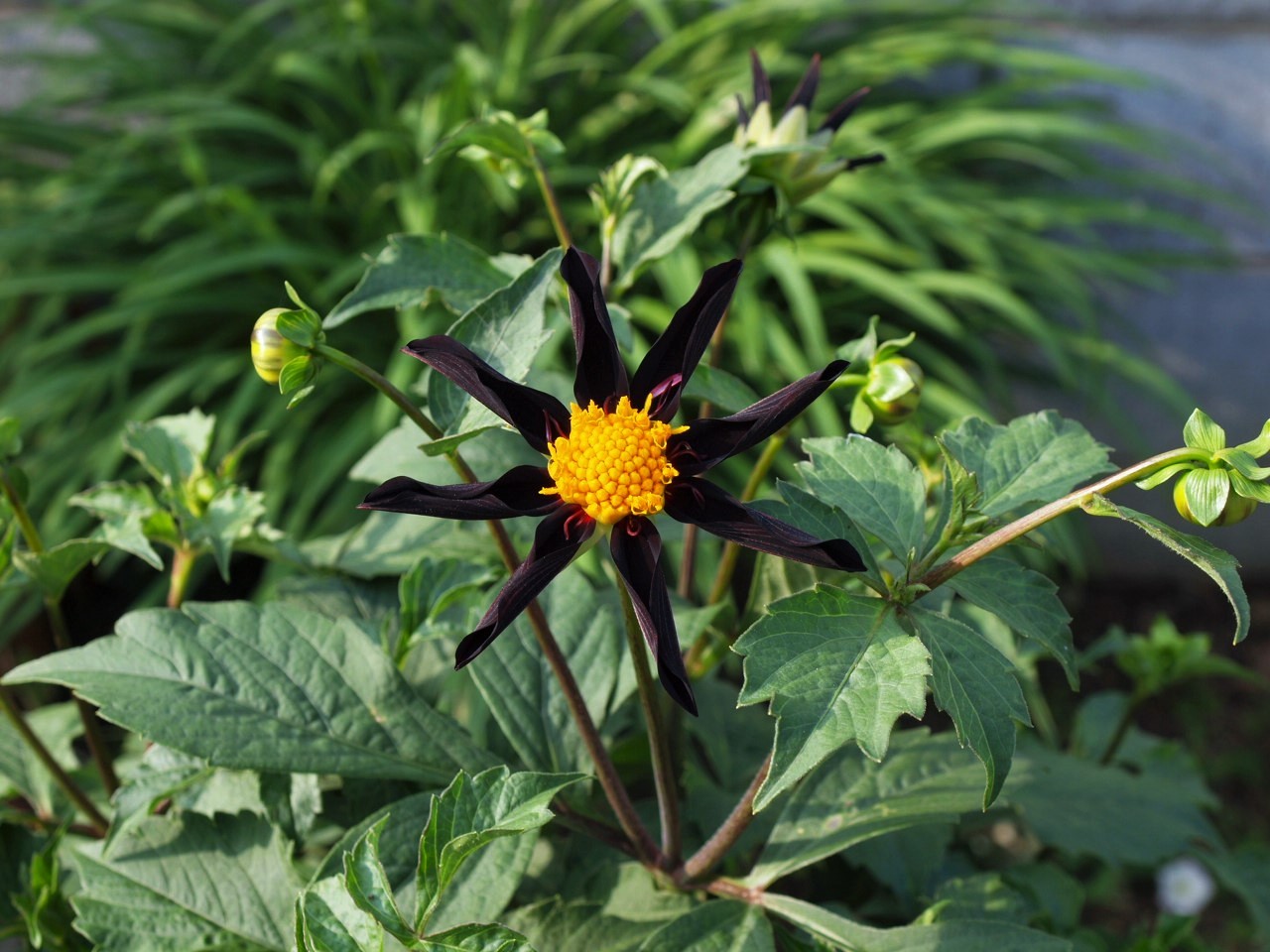 ブラックダリア Flowers ブラックダリア Flowers
