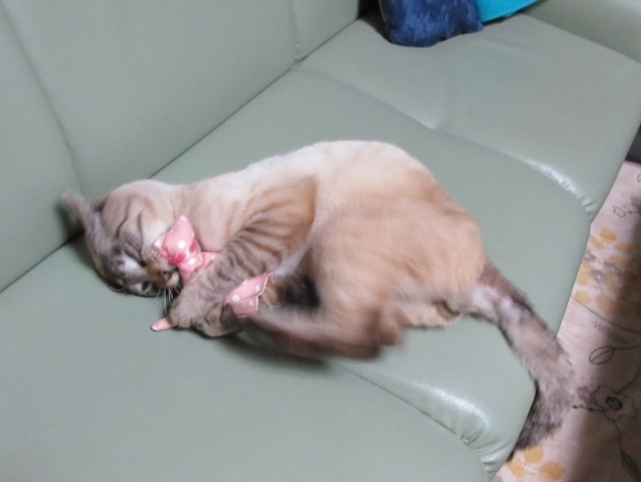 フクメグの月命日&初めましてケンです_d0009101_20491359.jpg