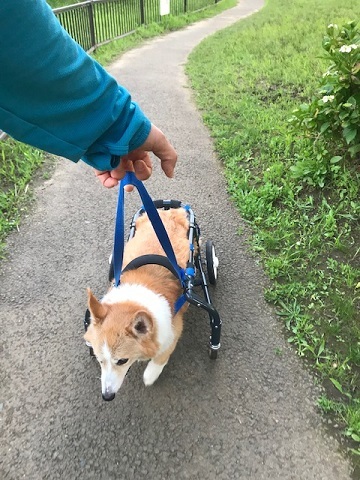 いよいよ明日です。_f0242002_22281300.jpg