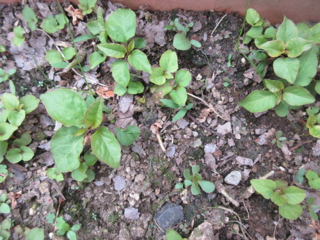 バタとはちみつとほうじ茶_a0203003_16570023.jpg