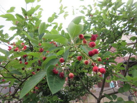 バタとはちみつとほうじ茶_a0203003_16572889.jpg