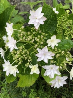 我が家の紫陽花&ツバメ巣立つ_a0346704_19533671.jpg