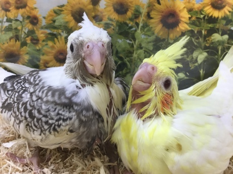 200605 インコ・ハムスター_f0189122_17074560.jpeg