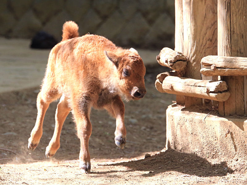 動物の赤ちゃんはよく走る 動物園放浪記