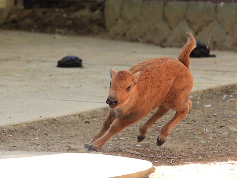 動物の赤ちゃんはよく走る 動物園放浪記