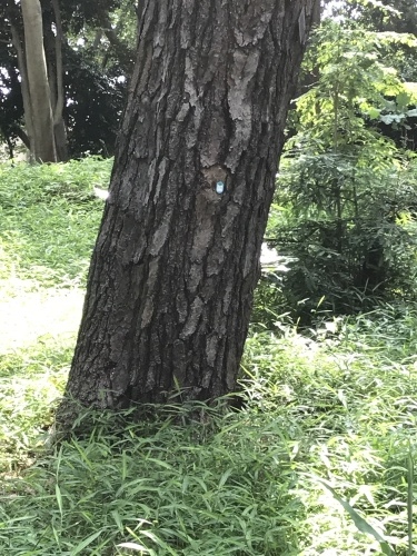 臨時休業日ブログ②_e0195325_19172259.jpeg