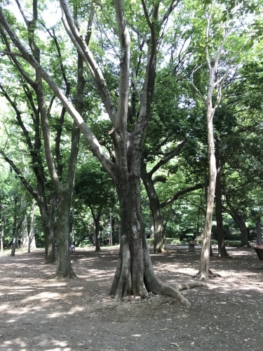 臨時休業日ブログ②_e0195325_19174622.jpeg