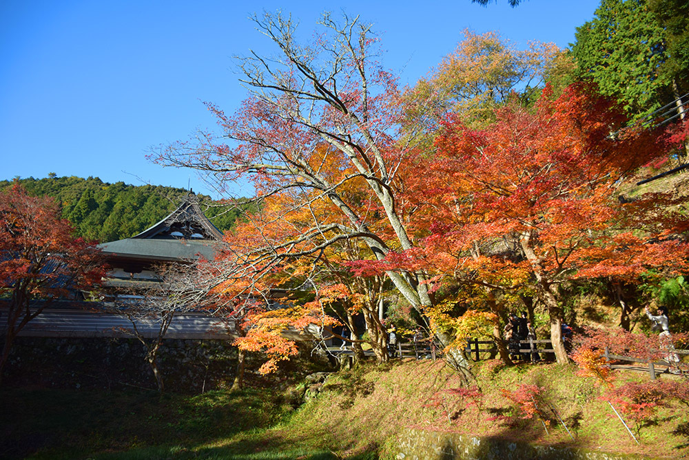 丹波紅葉三山めぐり　～円通寺～_e0158128_14412201.jpg