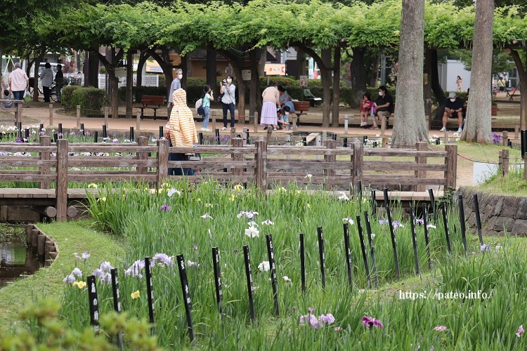 いつもと違うしょうぶ沼公園の花しょうぶ？_a0214329_10504604.jpg