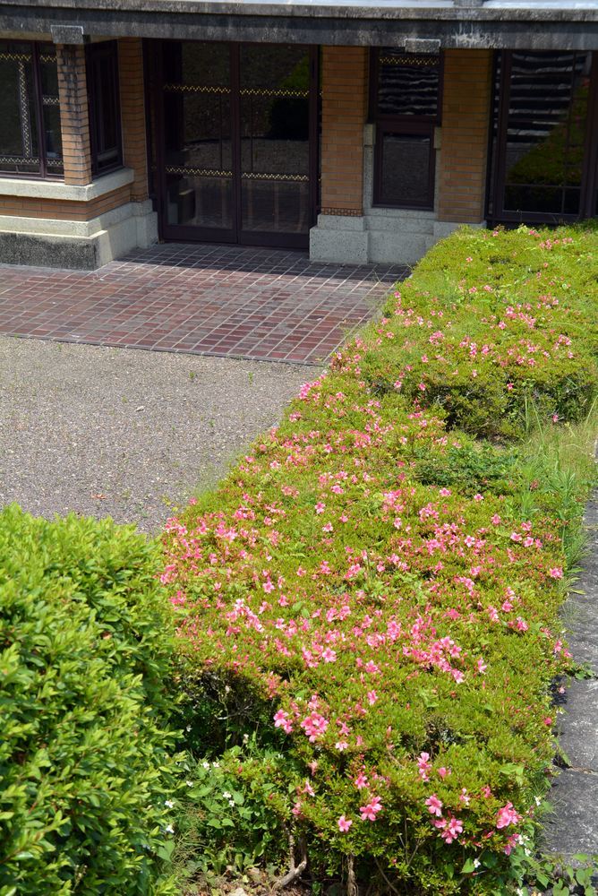 5丁目5月末のツツジ(サツキ?)_e0373930_18164785.jpg