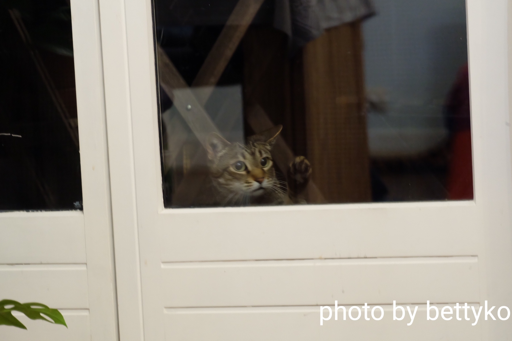 外出自粛生活 カフェ レストランのテラス席オープン Diabolo Menthe パリ便り