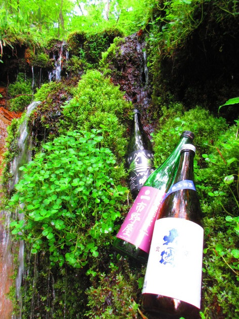 三蔵夏酒揃いました!_b0140235_16533076.jpg