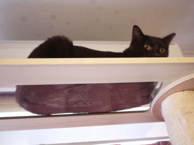 下から香箱座り猫 あんしゃぁりぃ編 ゆきねこ猫家族