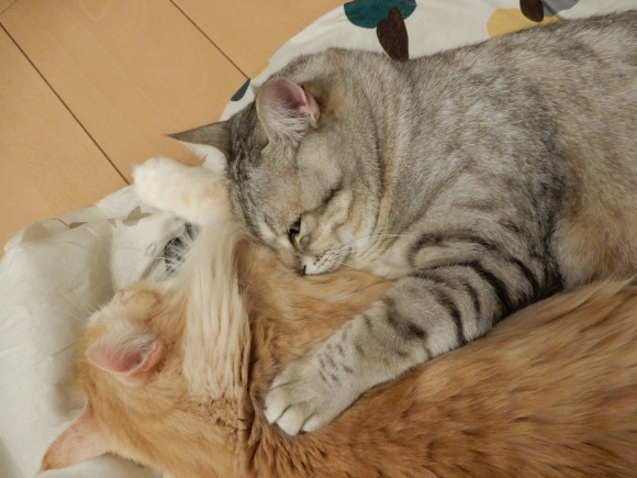 仲が良いのか、悪いのか?_c0259945_22284370.jpg
