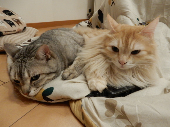 仲が良いのか、悪いのか?_c0259945_22291935.jpg