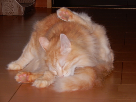 きびちゃんその後_c0259945_22315436.jpg